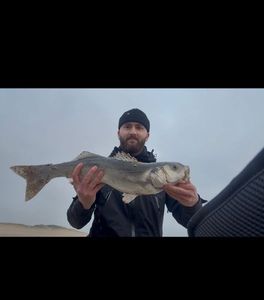 European Bass (Seabass)