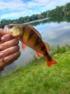 European Perch