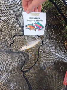 Brown Trout