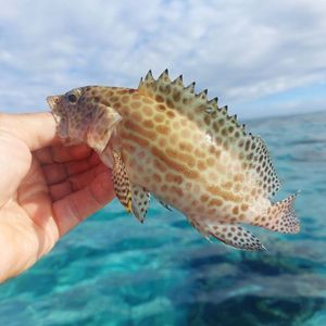 Brown Grouper (Dusky)