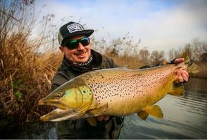 Brown Trout