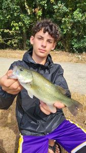 Largemouth Bass