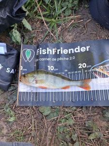 European Perch