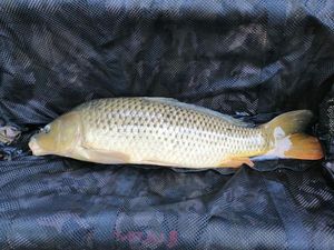 Common Carp