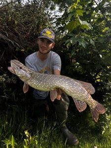 Northern Pike