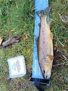 Brown Trout