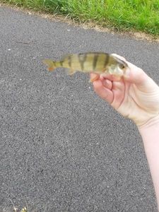 European Perch