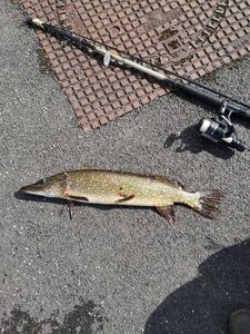 Northern Pike