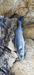 European Bass (Seabass)