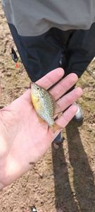 Green Sunfish