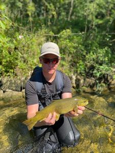Brown Trout