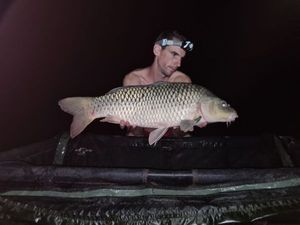 Common Carp