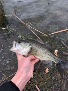 Largemouth Bass