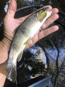 Brown Trout