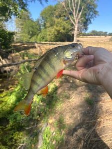 European Perch