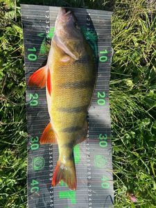 European Perch