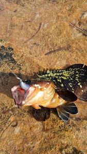 Red Grouper