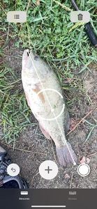 Largemouth Bass