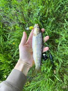 Brown Trout
