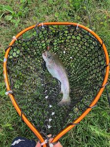 Rainbow Trout