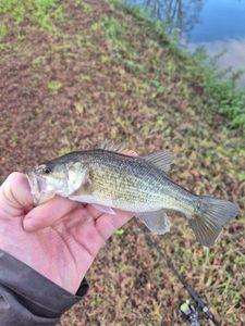 Largemouth Bass