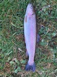 Rainbow Trout