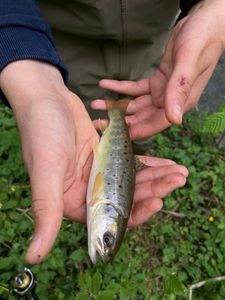 Brown Trout