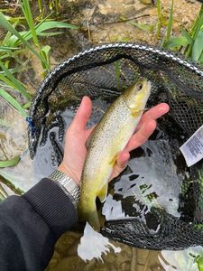 Brown Trout