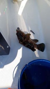 Ballan Wrasse