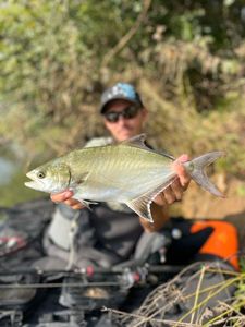 Leerfish (Garrick)