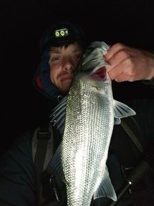 European Bass (Seabass)