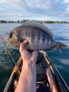 White Seabream