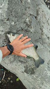 Rock Flagtail
