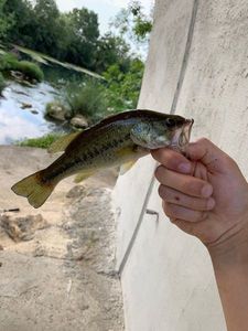 Smallmouth Bass