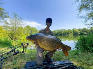 Common Carp