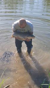 Common Carp