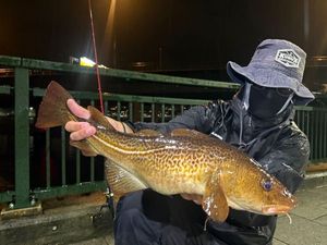 Atlantic Cod (Baltic)