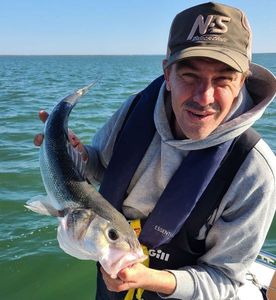 European Bass (Seabass)