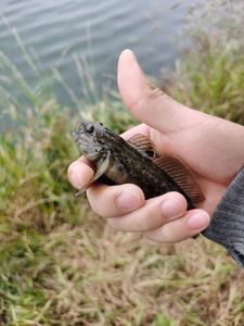 Round Goby
