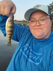 Yellow Perch