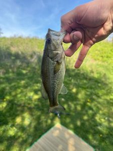 Smallmouth Bass
