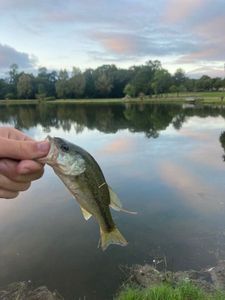 Largemouth Bass