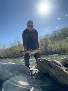 Barbel