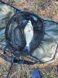 White bream