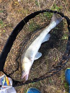 Zander