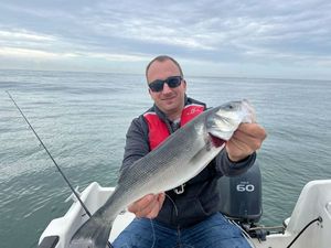 European Bass (Seabass)