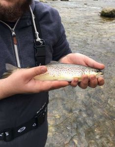 Brown Trout