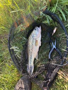 Largemouth Bass