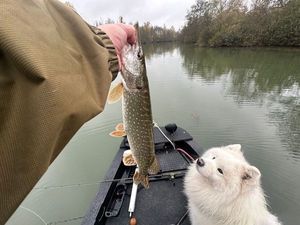 Northern Pike