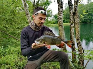 European Perch